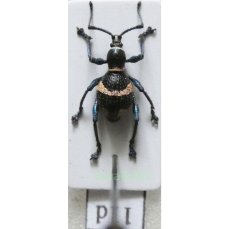 Calidiopsis speciosa Heller, 1913 male Philippines11d